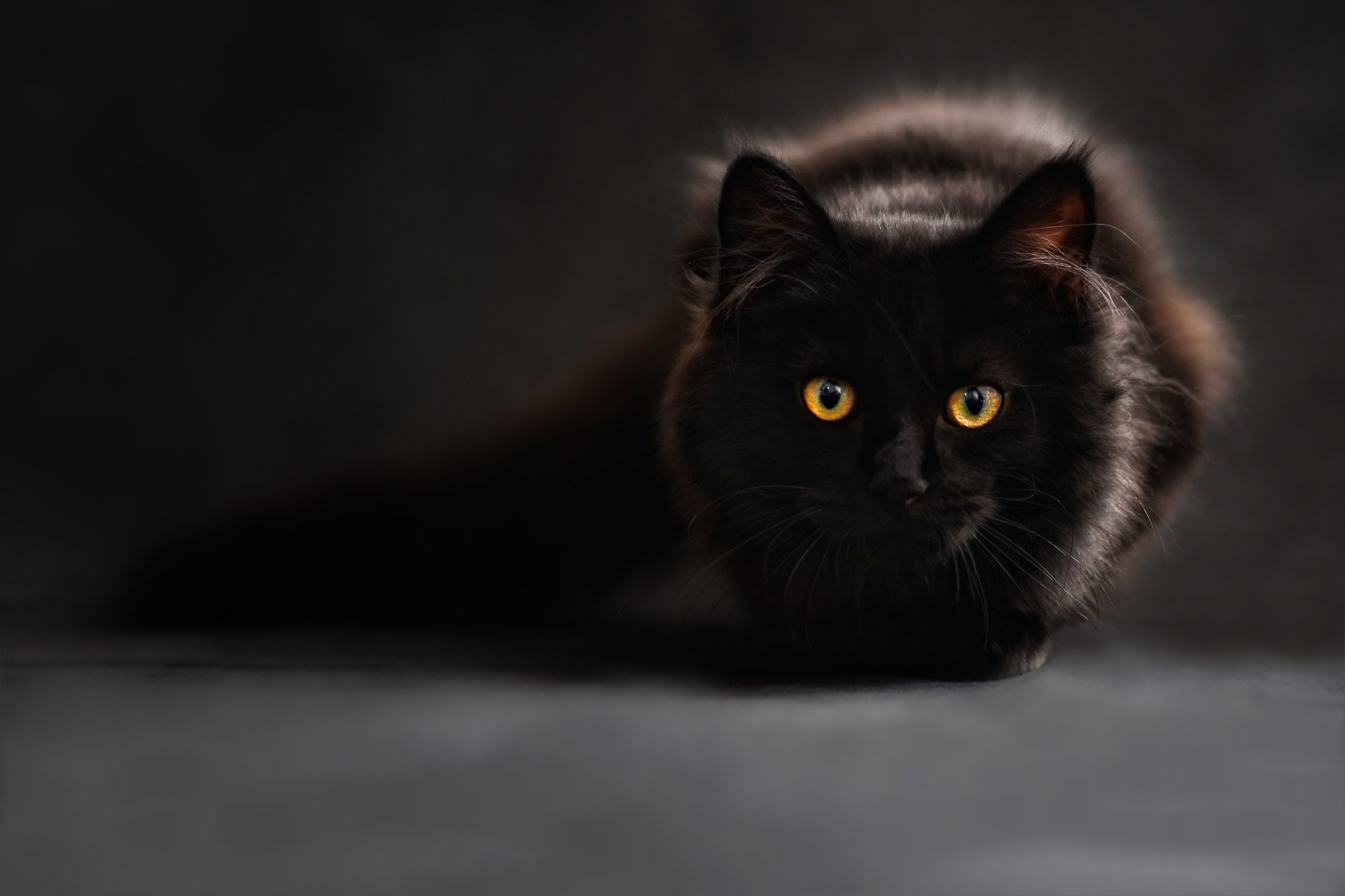 cat-silhouette-cats-silhouette-cat-s-eyes-2